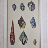 Natural History plate, Conchyliology, signed in the plate, XVIIIth