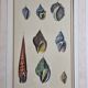 Natural History plate, Conchyliology, signed in the plate, XVIIIth