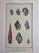 Natural History plate, Conchyliology, signed in the plate, XVIIIth