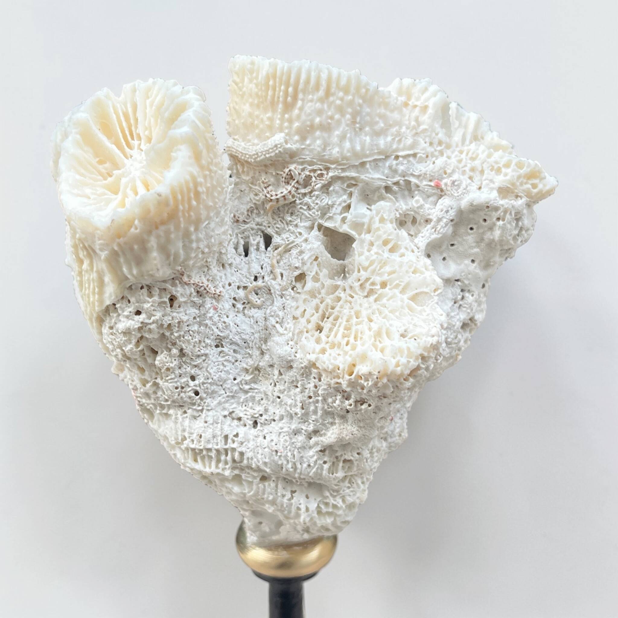 Natural white coral on a black wood base curiosity cabinet.