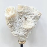 Natural white coral on a black wood base curiosity cabinet.