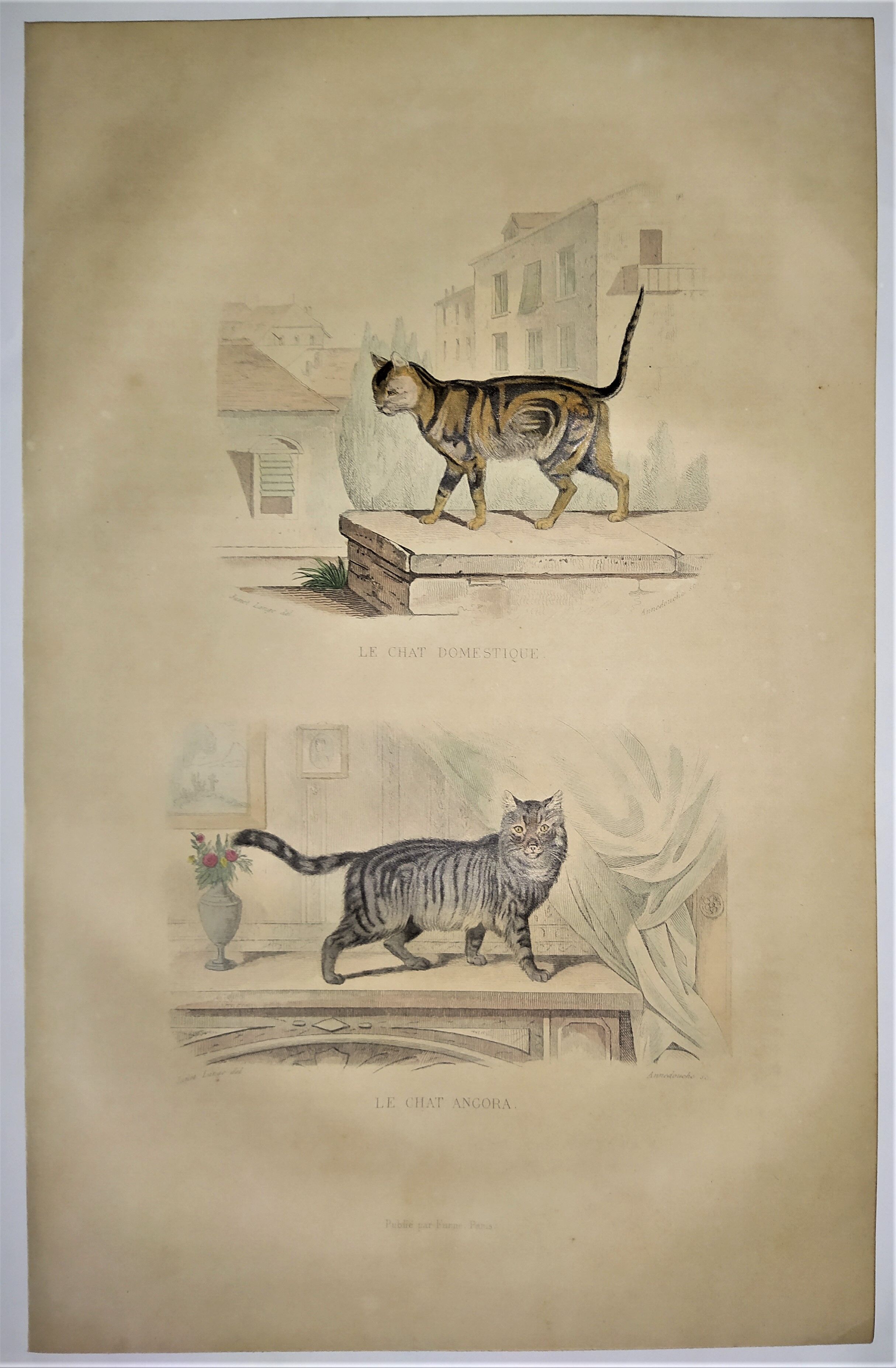 Original zoological plate of 1839 " domestic cat & angora "