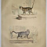 Original zoological plate of 1839 " domestic cat & angora "