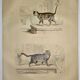 Planche zoologique originale de 1839 " chat domestique & angora "