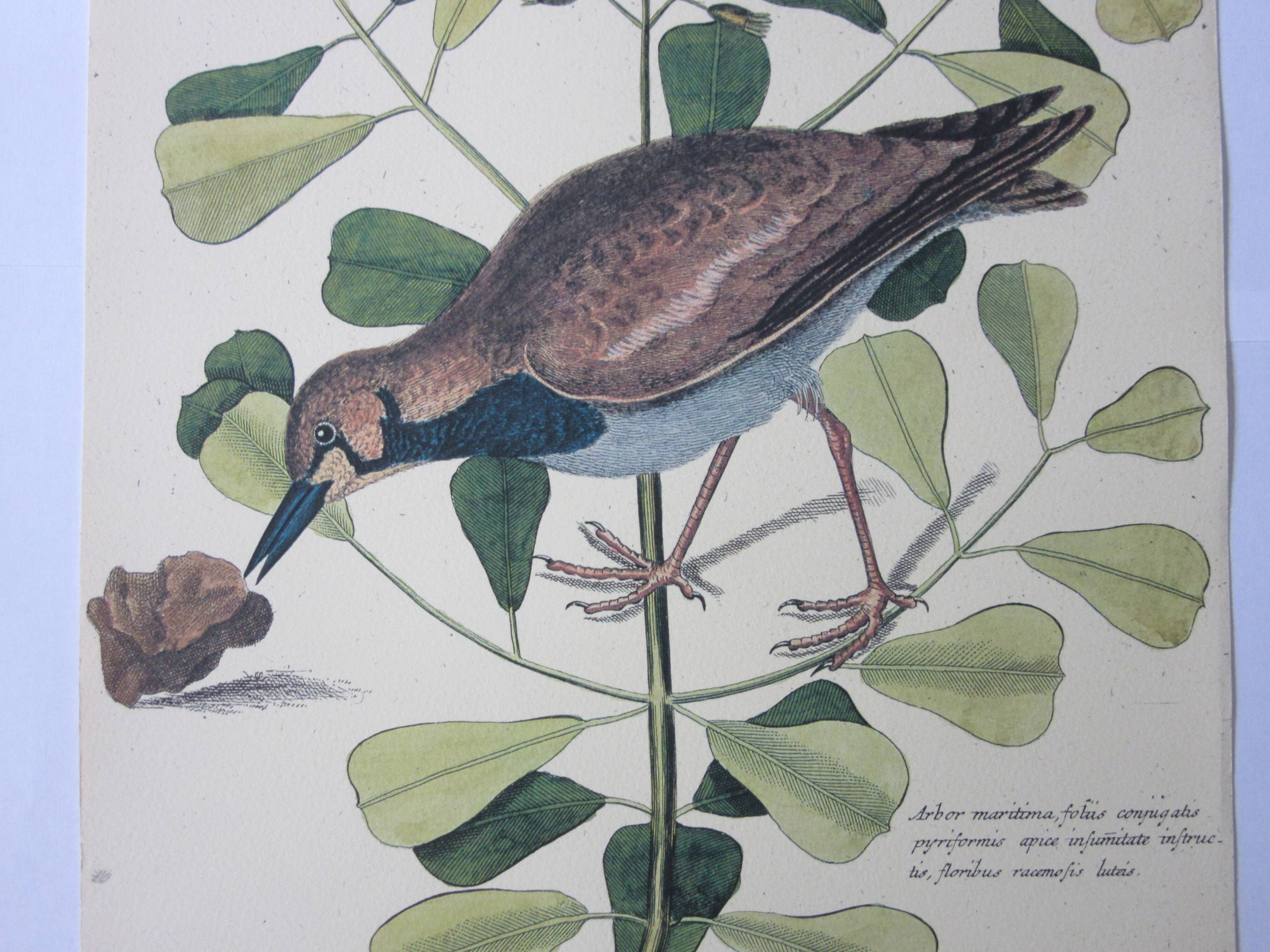 Bird engraving, sea allouette, repro catesby/seligmann