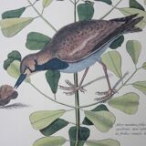 Bird engraving, sea allouette, repro catesby/seligmann