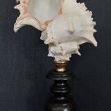 Cabinet of Curiosities murex ramosus chicoreus shell on base