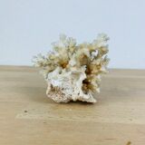 Corail