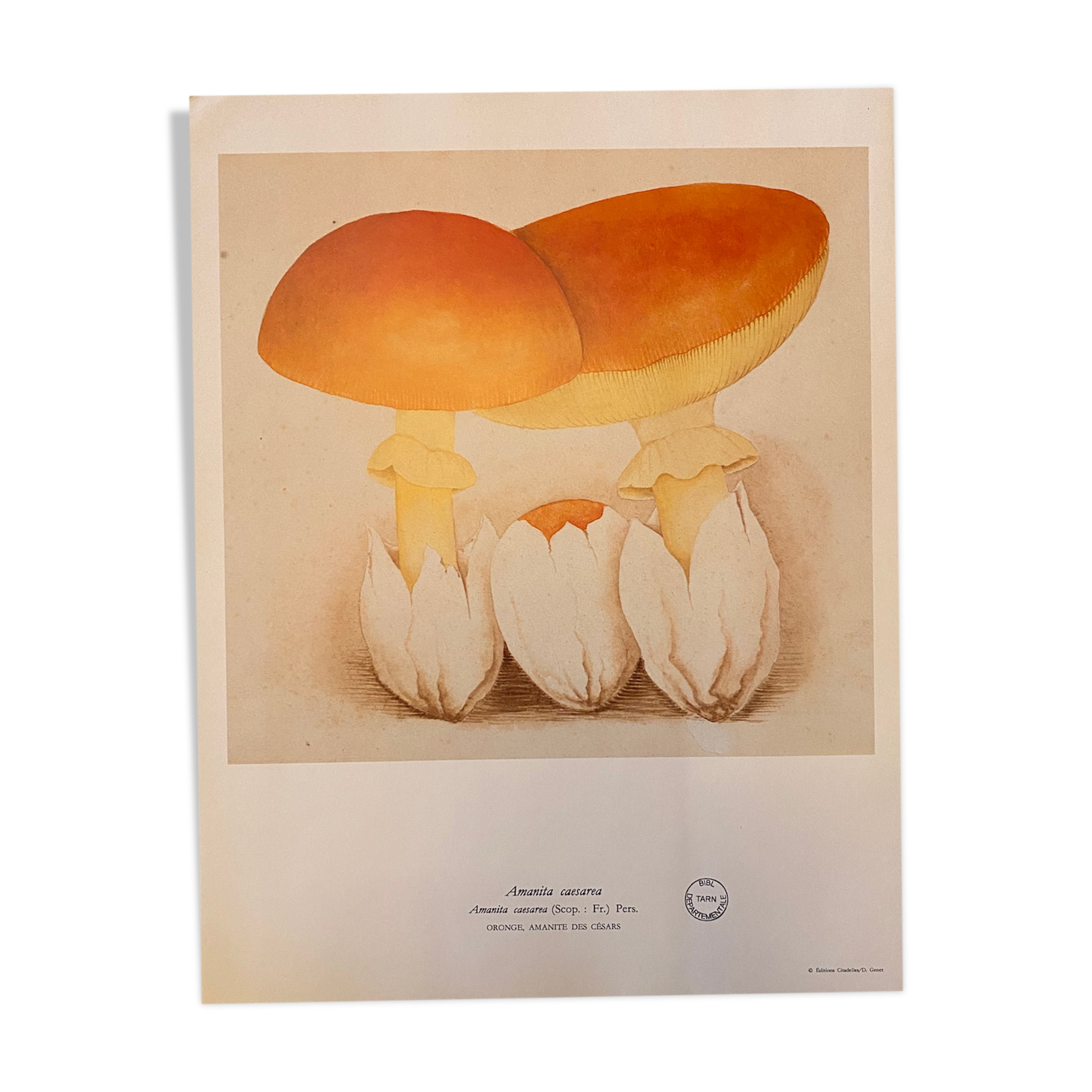 Illustration poster Pierre Joseph Redouté