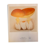 Illustration poster Pierre Joseph Redouté