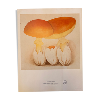 Illustration poster Pierre Joseph Redouté