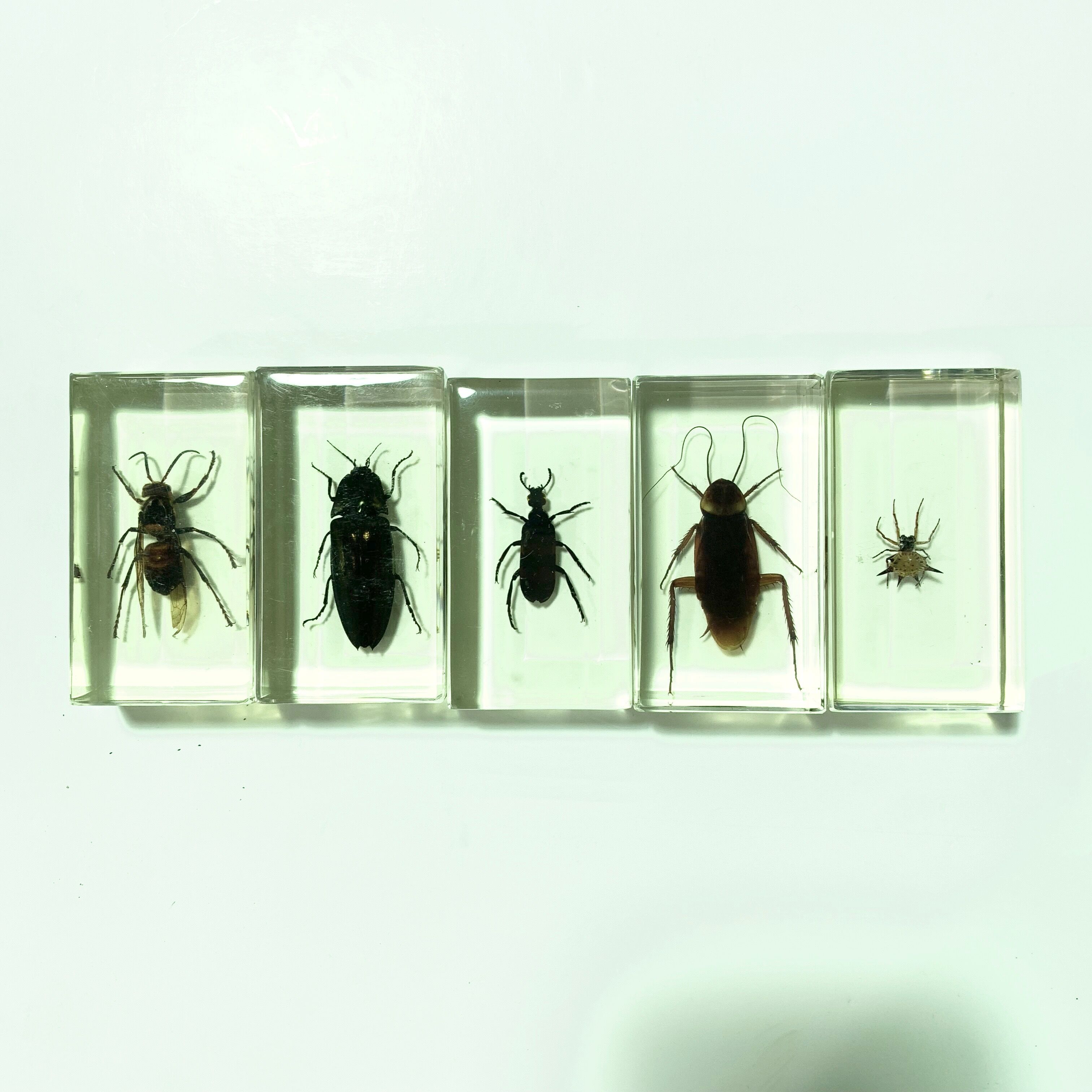 Lot of 5 insects under inclusion resin
