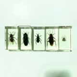 Lot of 5 insects under inclusion resin