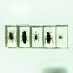 Lot of 5 insects under inclusion resin