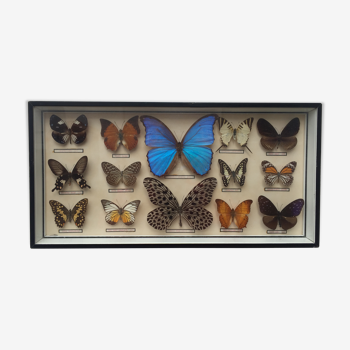 Cadre en bois 14 papillons naturalisés des années 60