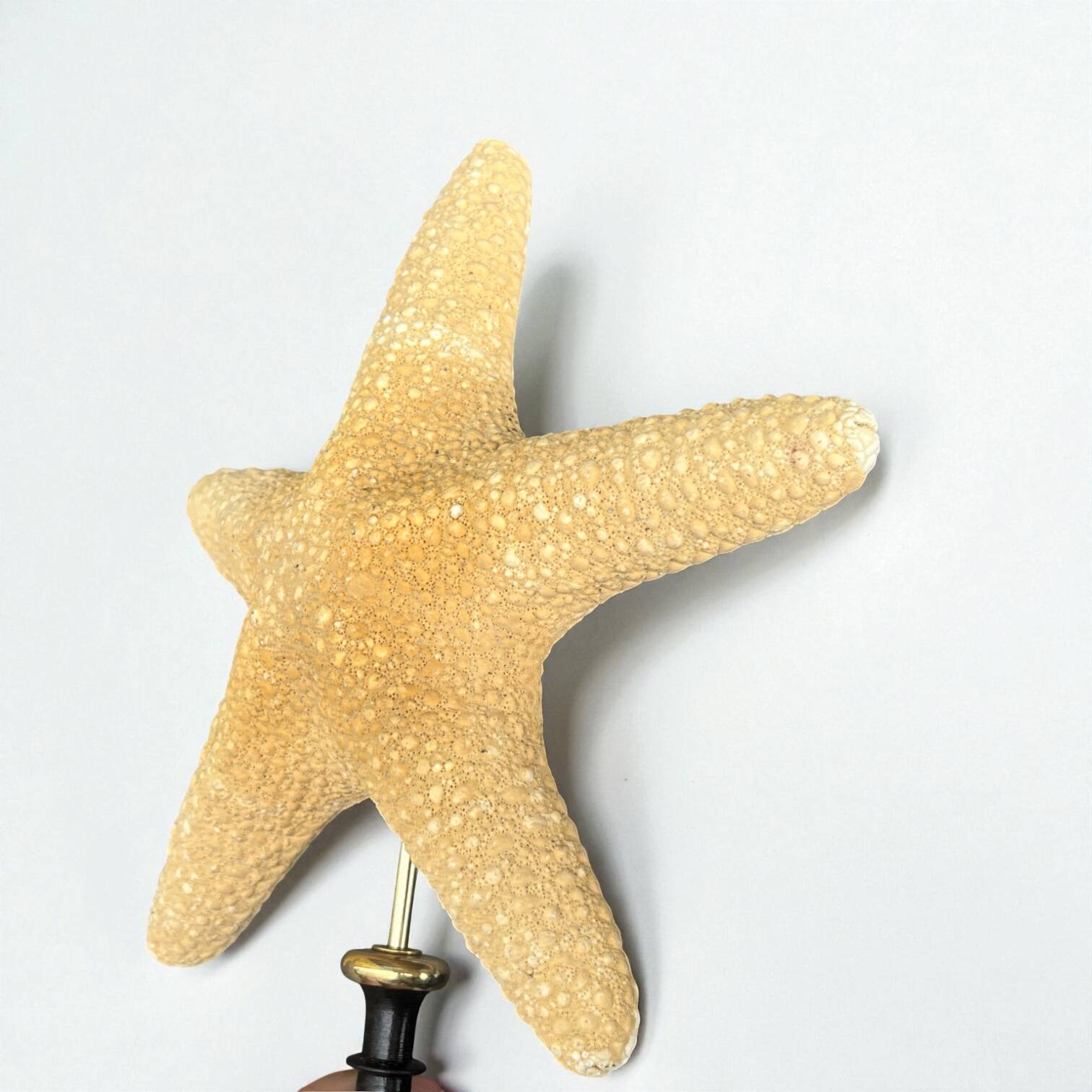 Starfish on a turned wooden base, late 19th century - cabinet of curiosities