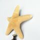 Starfish on a turned wooden base, late 19th century - cabinet of curiosities