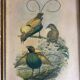 Framed engraving of birds of paradise