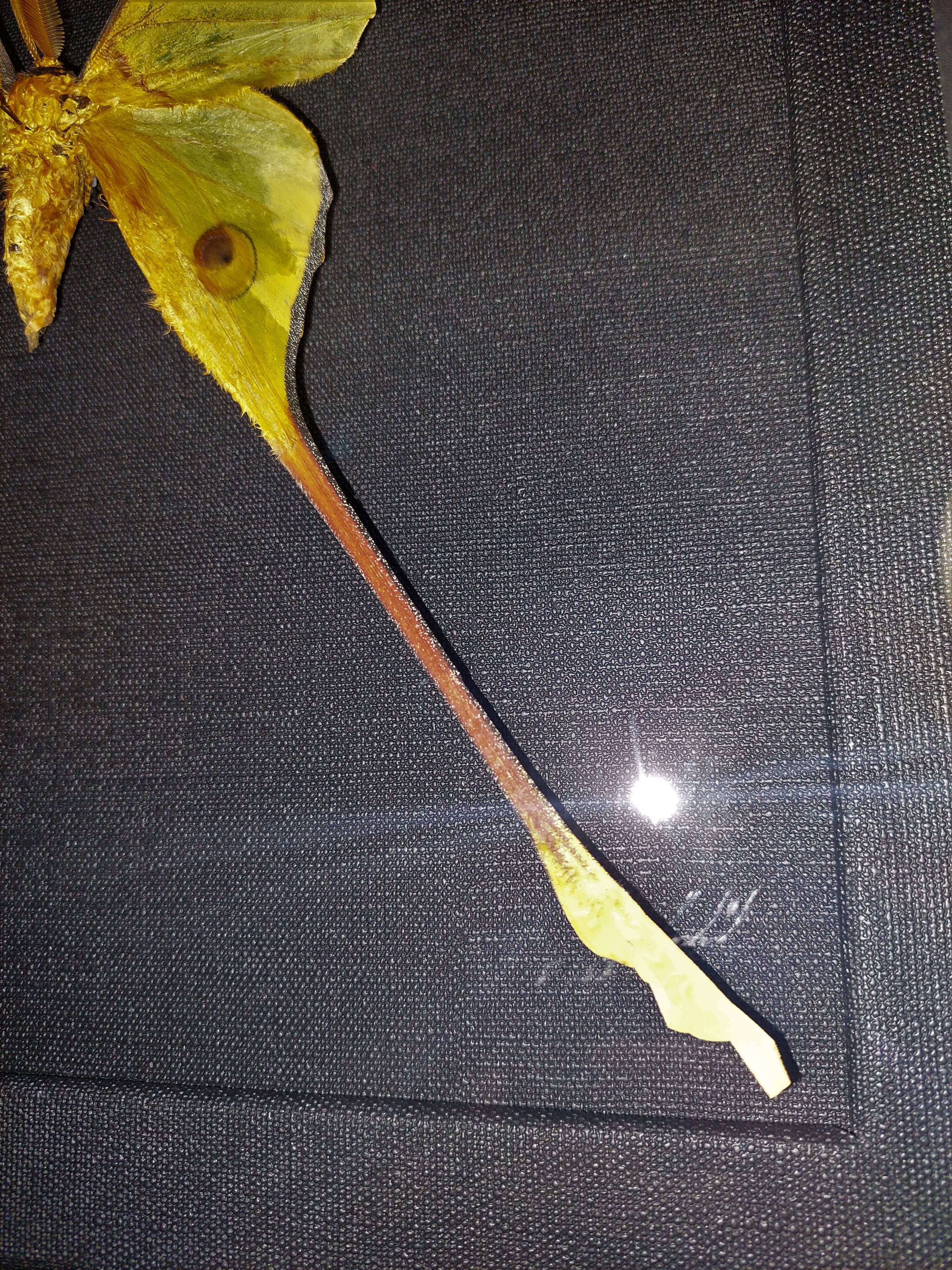 Madagascar comet argema mittrei
