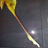 Madagascar comet argema mittrei