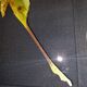 Madagascar comet argema mittrei