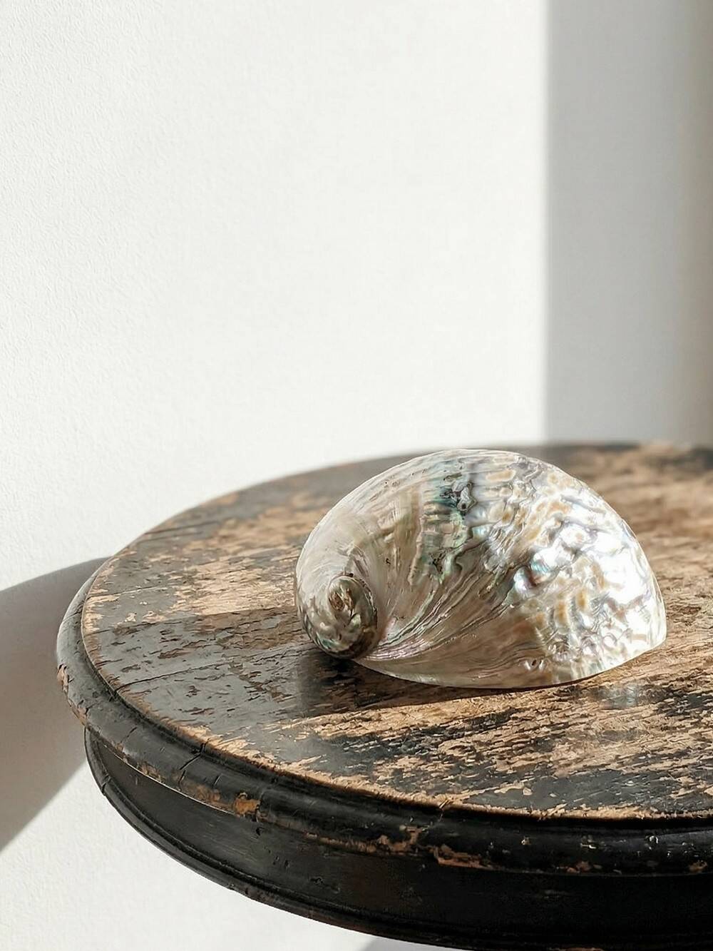 Large polished abalone shell, curiosity item, vintage 20th century.