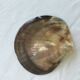 Shell-shaped pocket tray from the pearl oyster of the islands.