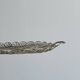 Filigree plateau in silver-plated openwork metal