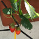 Vintage plant support 60s yellow and black iron