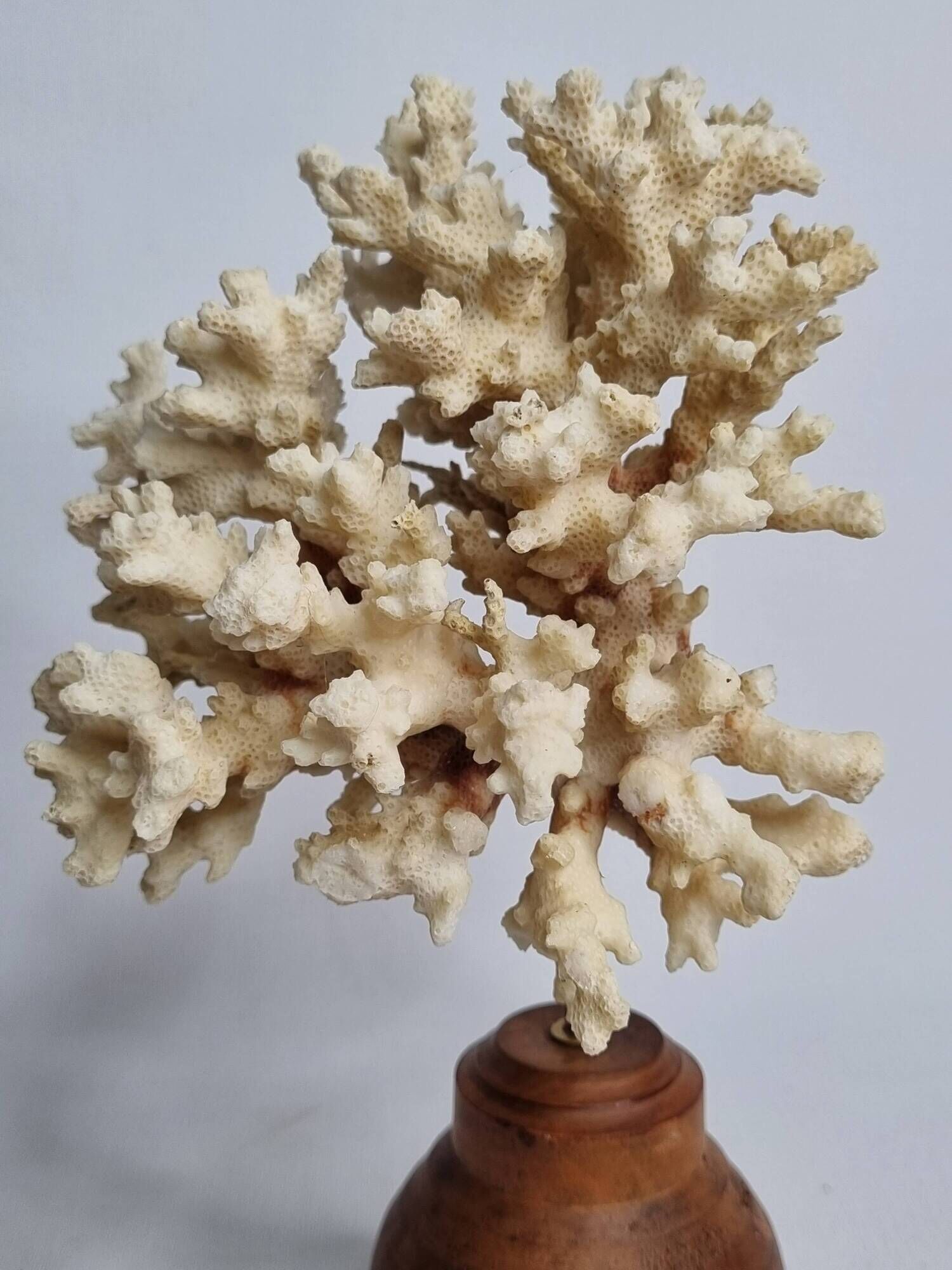 Old white coral on wooden base, branched, 20 cm