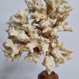 Old white coral on wooden base, branched, 20 cm