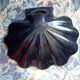 Vide-poche coquille Napoléon III laqué noir