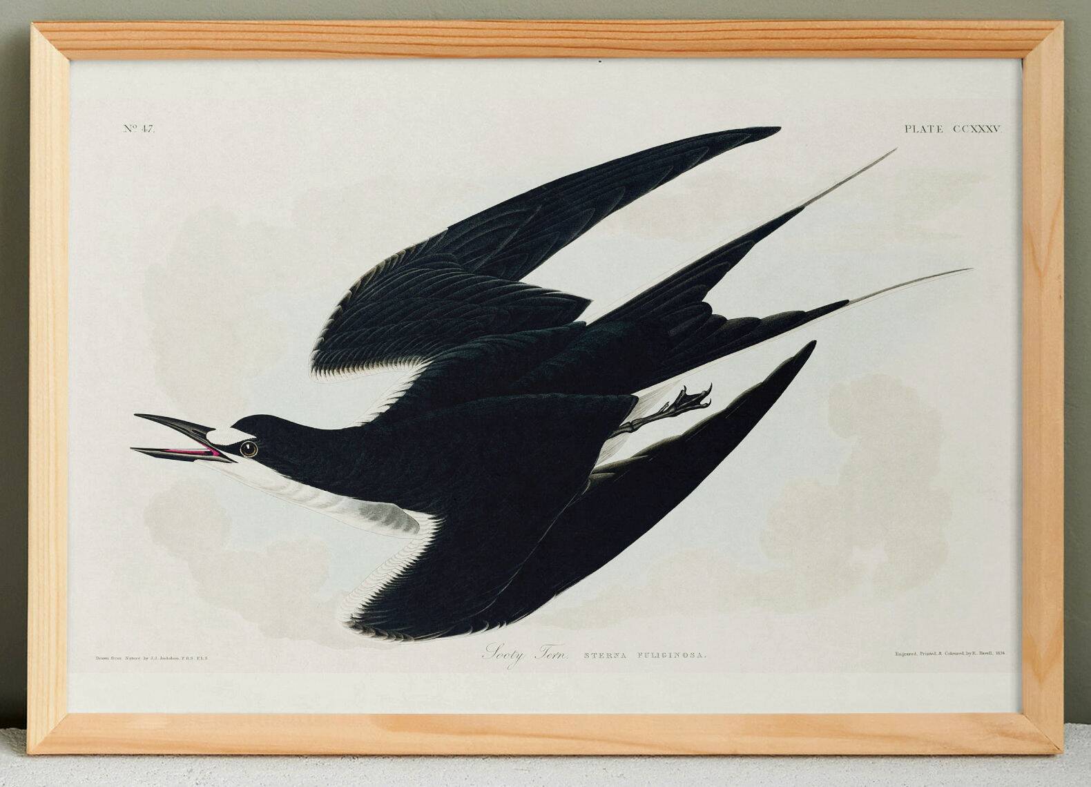 Poster about the Sooty Tern, after an old engraving from 1827.