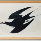 Poster about the Sooty Tern, after an old engraving from 1827.