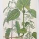 Vintage botanical plate from 1978 - Dioecious nettle - "Weed" engraving
