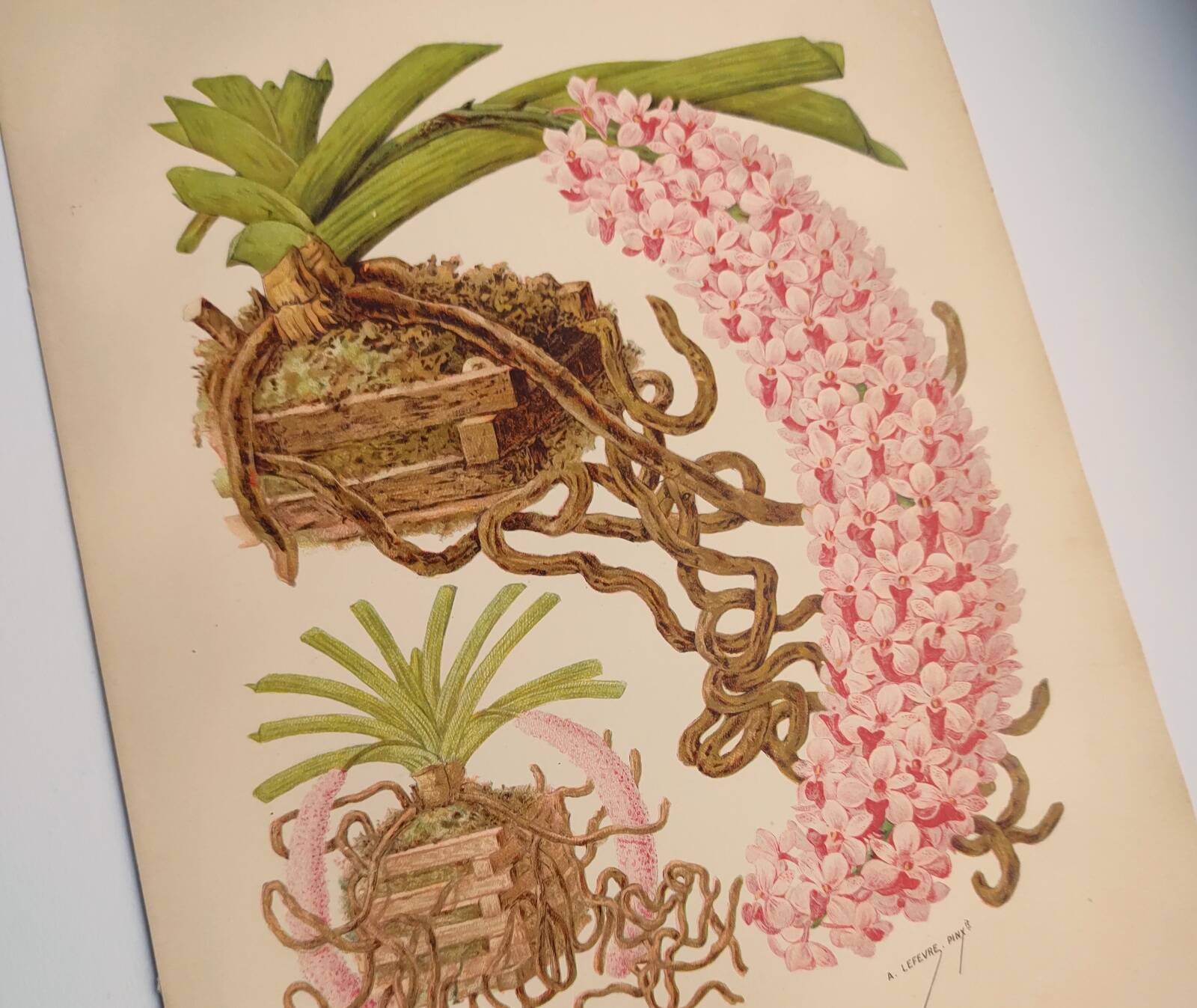 Botanical plate from 1897 - Spotted Saccolabium - Original old flower engraving by A.Lefevre