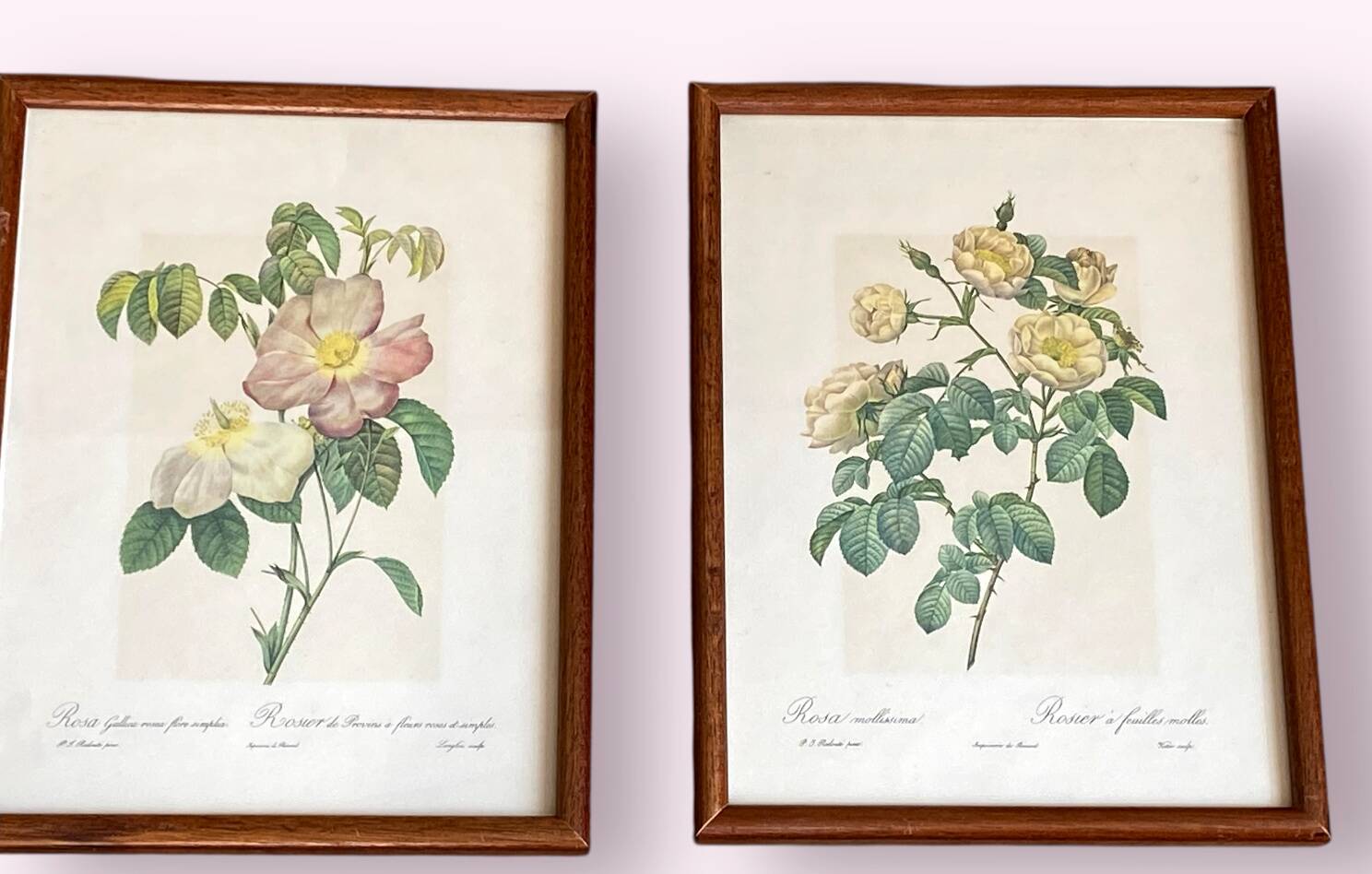 Composition of 6 botanical plates of roses / rose bushes by Joseph Redouté