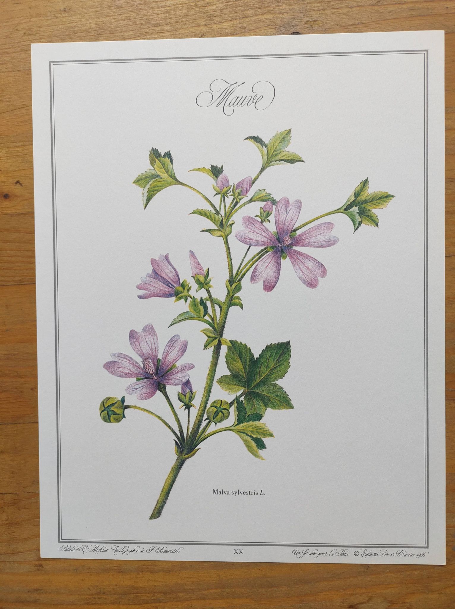 Botanical poster -Mauve- Illustration of medicinal plants and herbs by Michaud