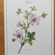Botanical poster -Mauve- Illustration of medicinal plants and herbs by Michaud
