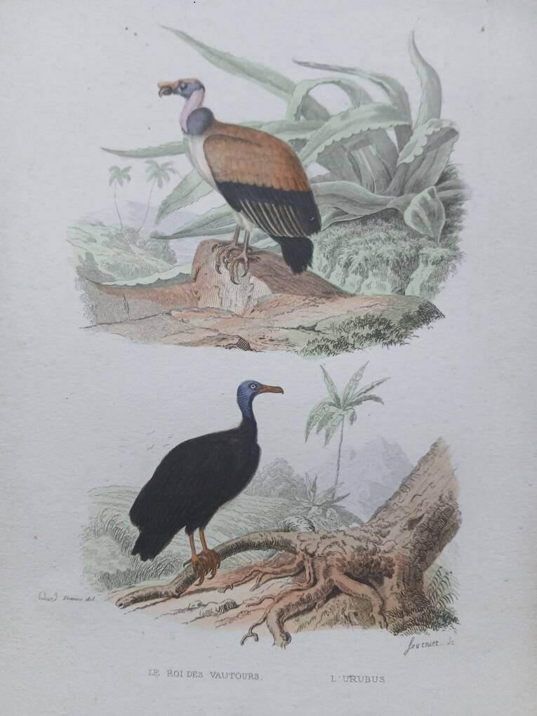 Poster - 19th century zoological engraving of birds - vulture - urubus