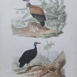 Poster - 19th century zoological engraving of birds - vulture - urubus
