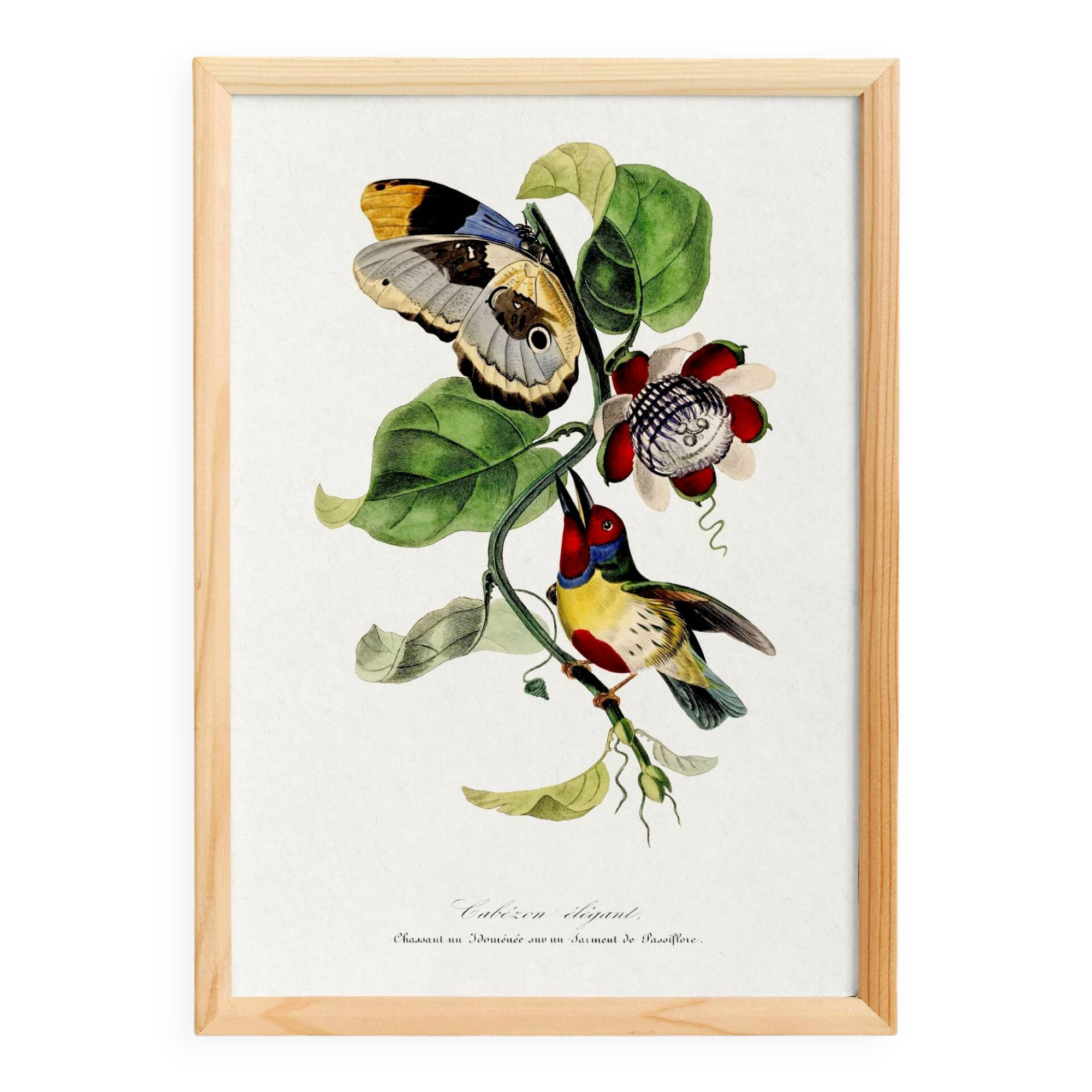 Poster featuring the elegant Cabezón (exotic bird), based on an engraving