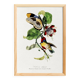 Poster featuring the elegant Cabezón (exotic bird), based on an engraving