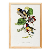 Poster featuring the elegant Cabezón (exotic bird), based on an engraving