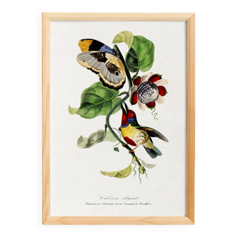 Poster featuring the elegant Cabezón (exotic bird), based on an engraving