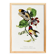 Poster featuring the elegant Cabezón (exotic bird), based on an engraving