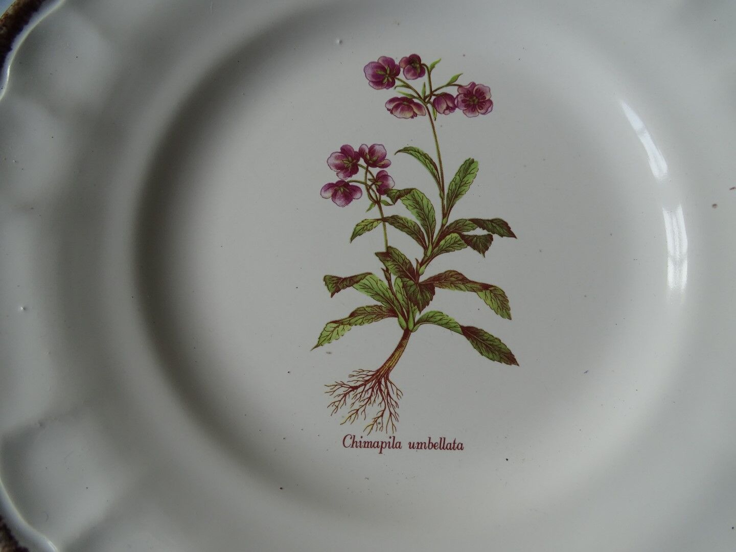 11 Plates decor plants , faience "'a d p" Haute Provence.