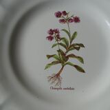 11 Plates decor plants , faience "'a d p" Haute Provence.