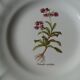 11 Plates decor plants , faience "'a d p" Haute Provence.