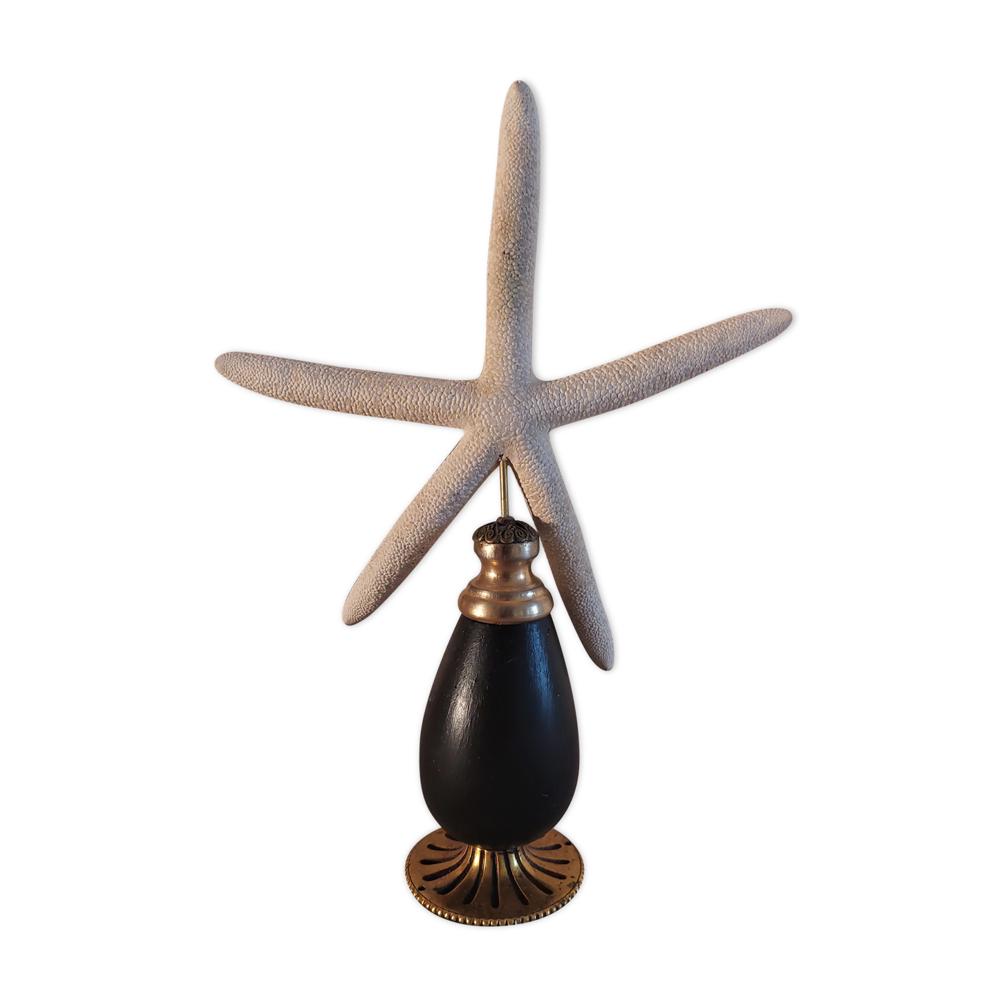 Cabinet of Curiosities white starfish linckia laevigata on base
